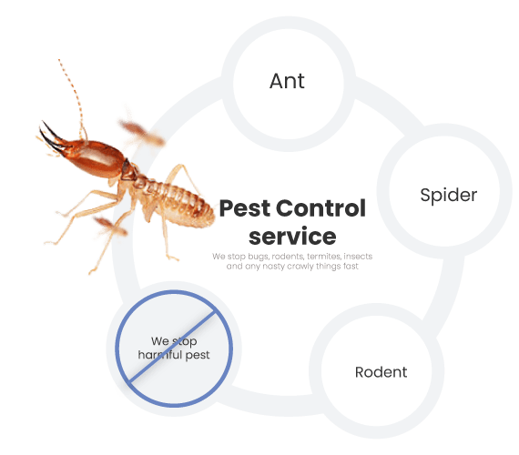 Emergency Termite Pest Control
